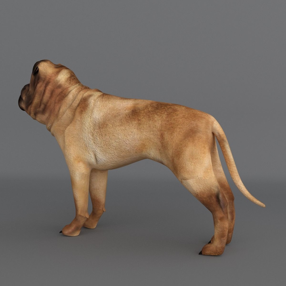 Ori Pei Dog 3D model_4