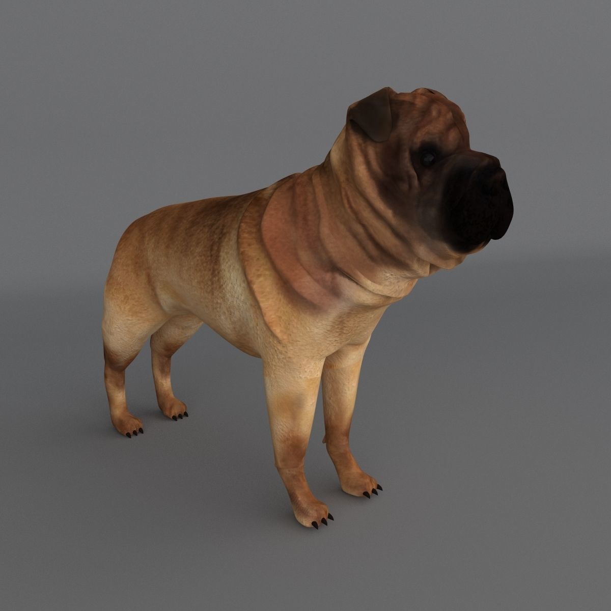  Ori Pei Dog 3D model_2