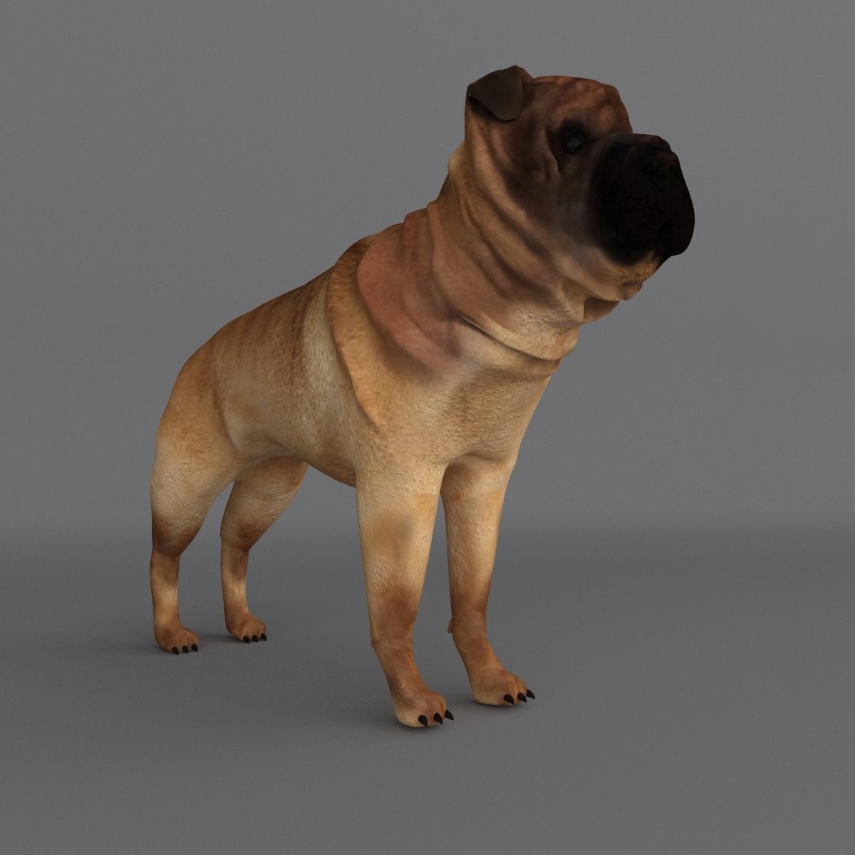  Ori Pei Dog 3D model_1