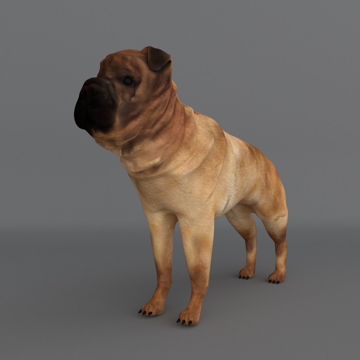  Ori Pei Dog 3D model_3