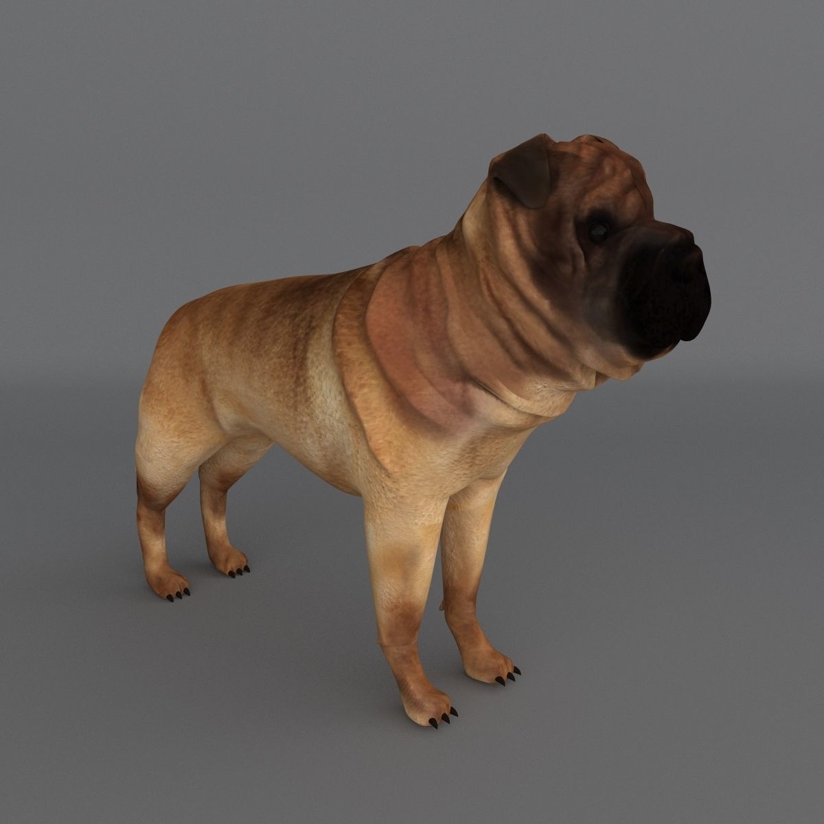  Ori Pei Dog 3D model_6