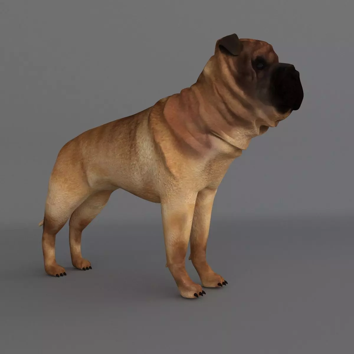 Ori Pei Dog 3D model_0