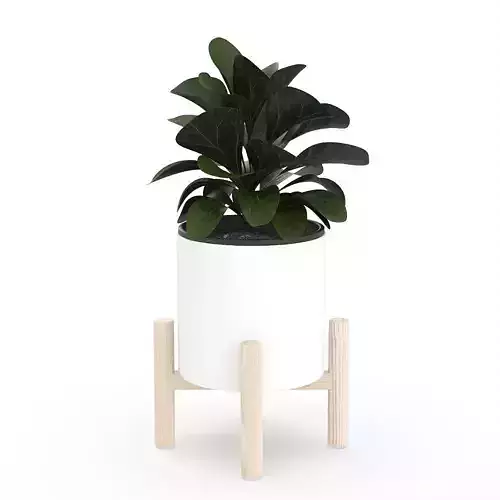 Ficus Lyrata in Ceramic Pot 3D model