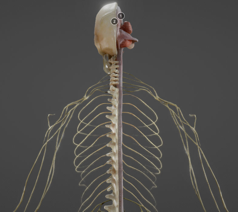 Nerves with a Skeletal Cross-Section Low-poly 3D model_7