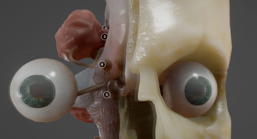 Nerves with a Skeletal Cross-Section Low-poly 3D model_18
