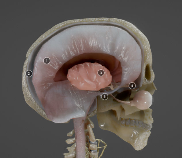 Nerves with a Skeletal Cross-Section Low-poly 3D model_6
