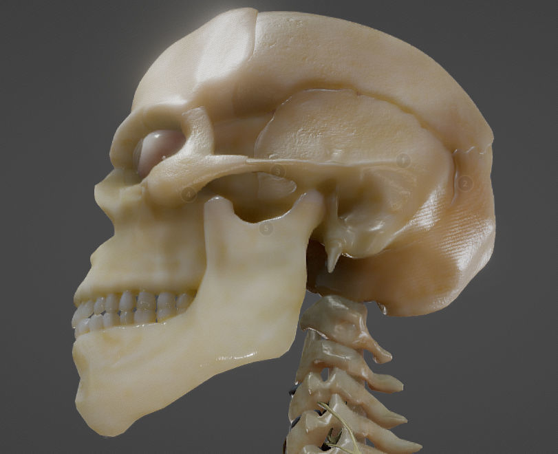 Nerves with a Skeletal Cross-Section Low-poly 3D model_16