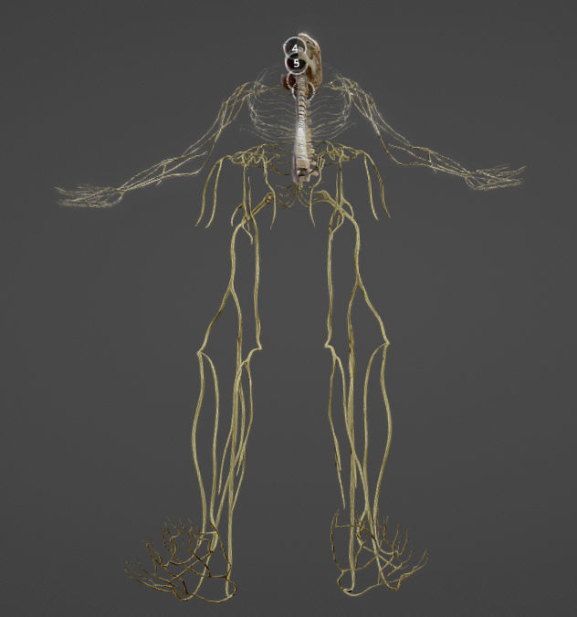 Nerves with a Skeletal Cross-Section Low-poly 3D model_32