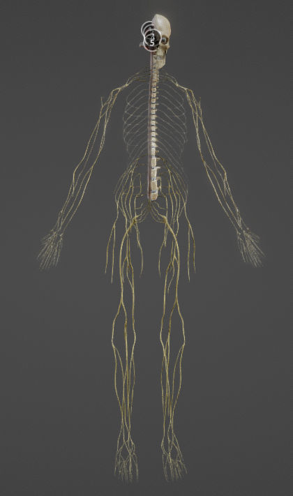 Nerves with a Skeletal Cross-Section Low-poly 3D model_10