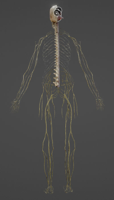 Nerves with a Skeletal Cross-Section Low-poly 3D model_12