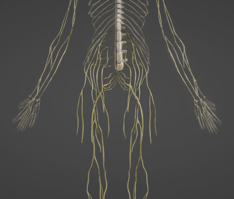 Nerves with a Skeletal Cross-Section Low-poly 3D model_28