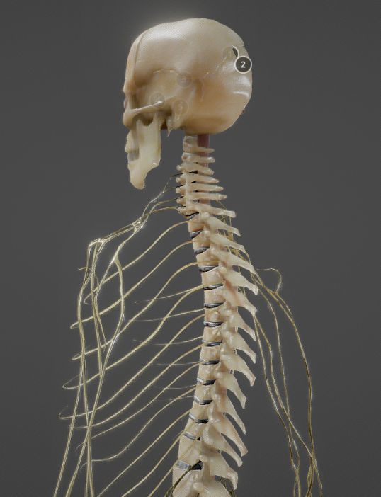 Nerves with a Skeletal Cross-Section Low-poly 3D model_4