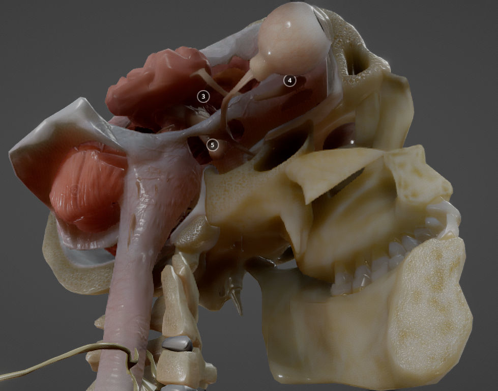 Nerves with a Skeletal Cross-Section Low-poly 3D model_15