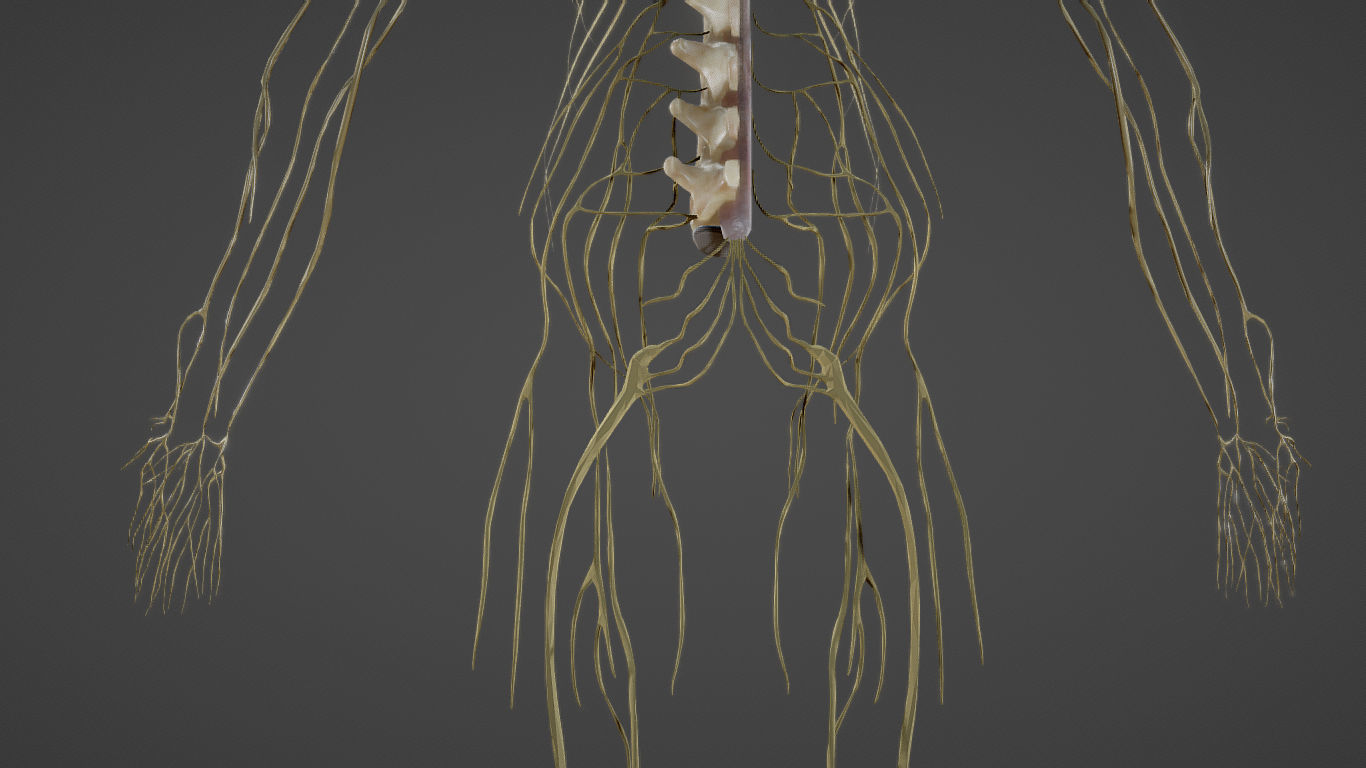 Nerves with a Skeletal Cross-Section Low-poly 3D model_26