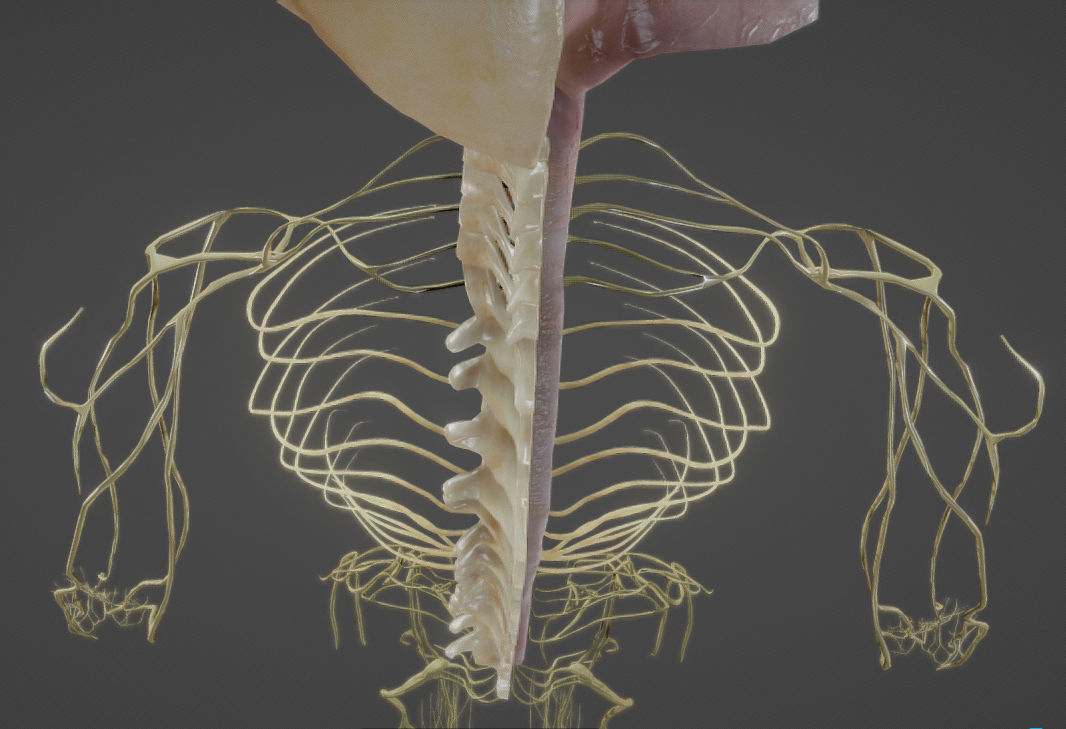 Nerves with a Skeletal Cross-Section Low-poly 3D model_24
