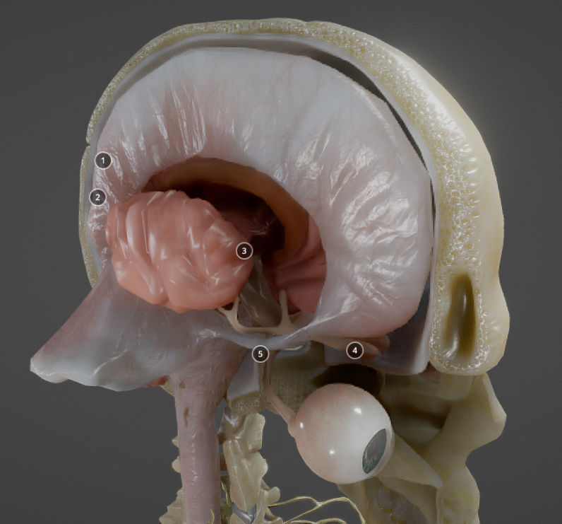 Nerves with a Skeletal Cross-Section Low-poly 3D model_14
