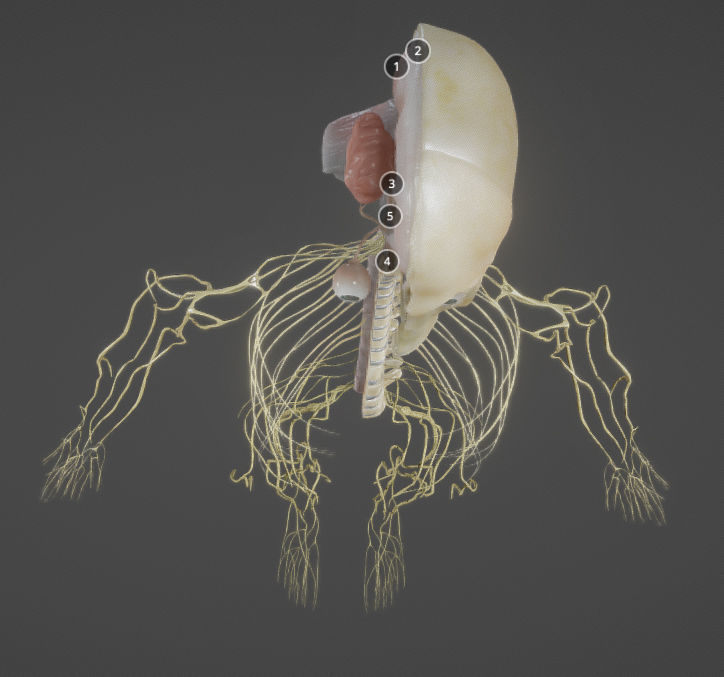 Nerves with a Skeletal Cross-Section Low-poly 3D model_33
