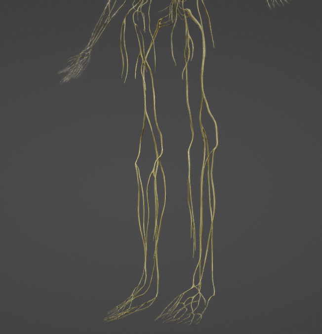 Nerves with a Skeletal Cross-Section Low-poly 3D model_30