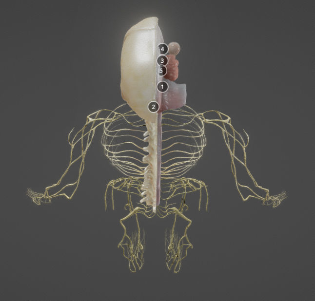 Nerves with a Skeletal Cross-Section Low-poly 3D model_34