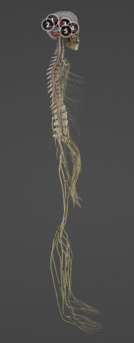 Nerves with a Skeletal Cross-Section Low-poly 3D model_9
