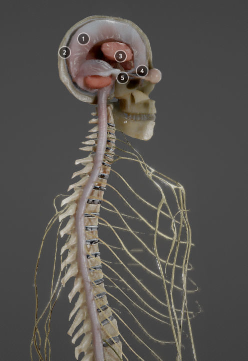 Nerves with a Skeletal Cross-Section Low-poly 3D model_8