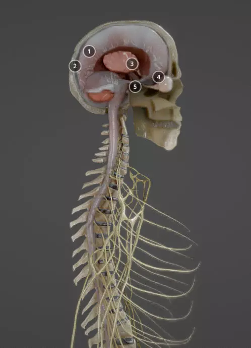 Nerves with a Skeletal Cross-Section Low-poly 3D model_0