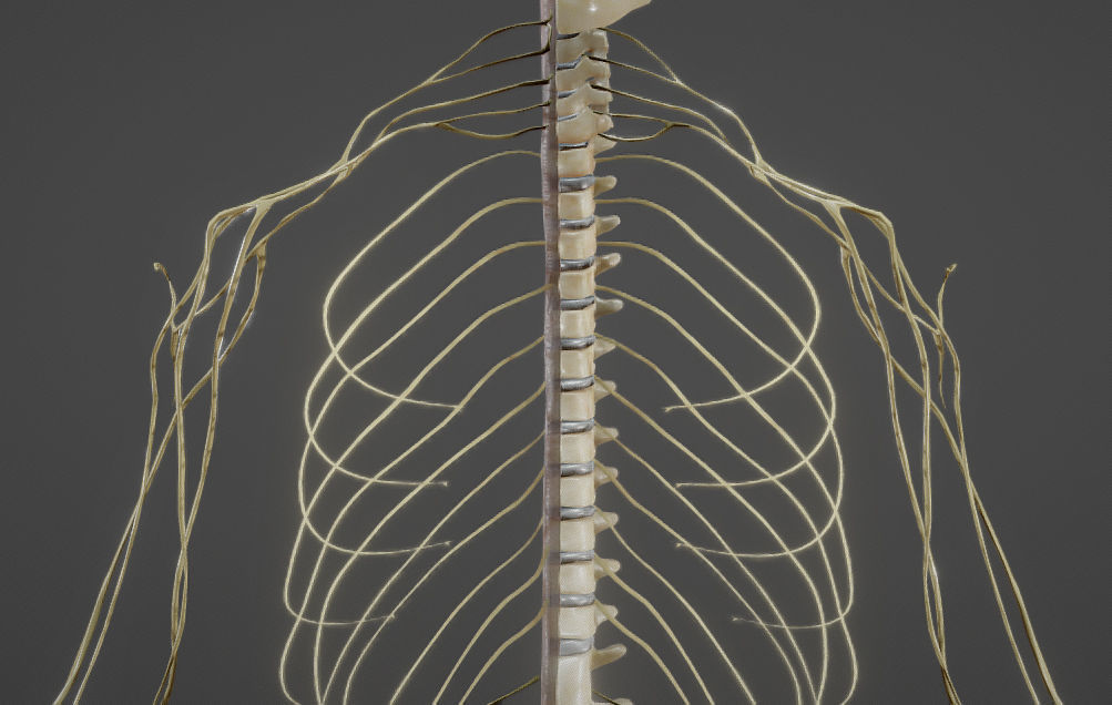 Nerves with a Skeletal Cross-Section Low-poly 3D model_20