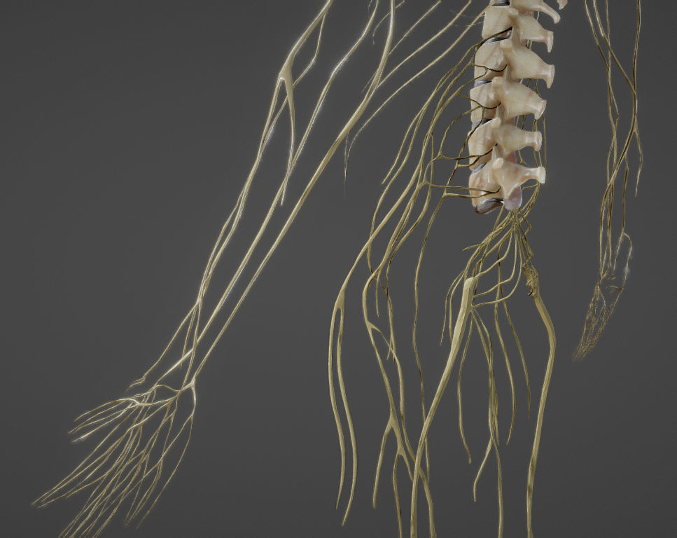 Nerves with a Skeletal Cross-Section Low-poly 3D model_27