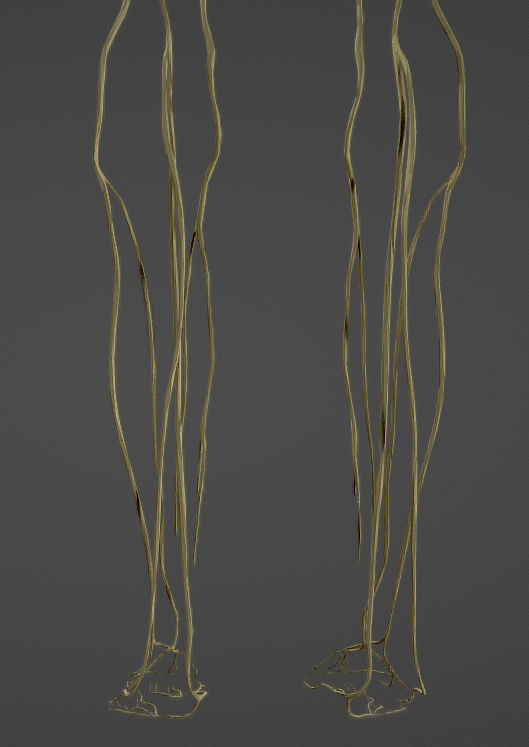Nerves with a Skeletal Cross-Section Low-poly 3D model_31