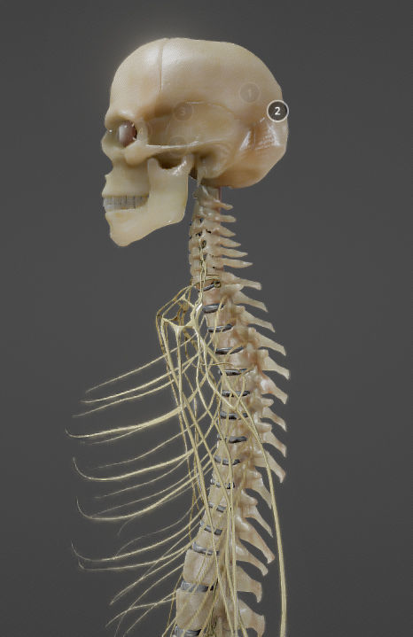 Nerves with a Skeletal Cross-Section Low-poly 3D model_3