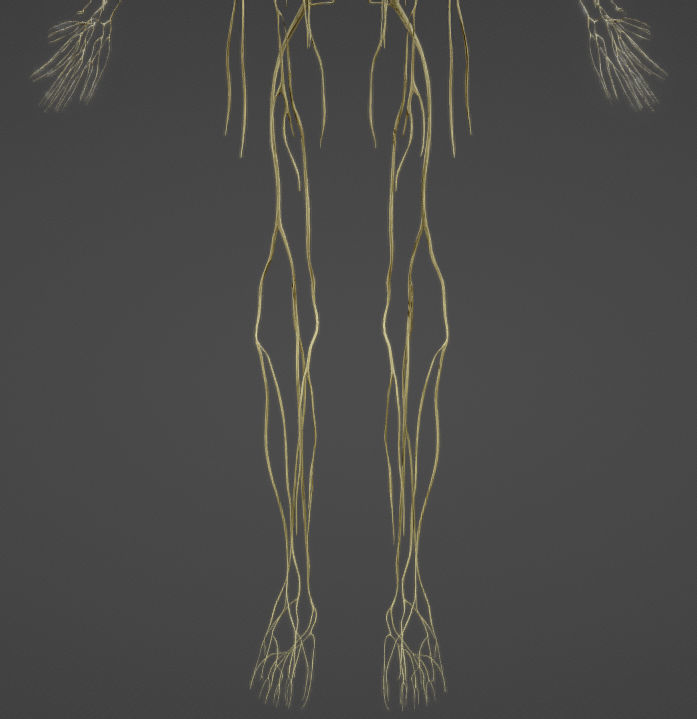 Nerves with a Skeletal Cross-Section Low-poly 3D model_29