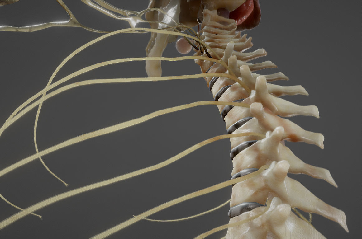Nerves with a Skeletal Cross-Section Low-poly 3D model_22
