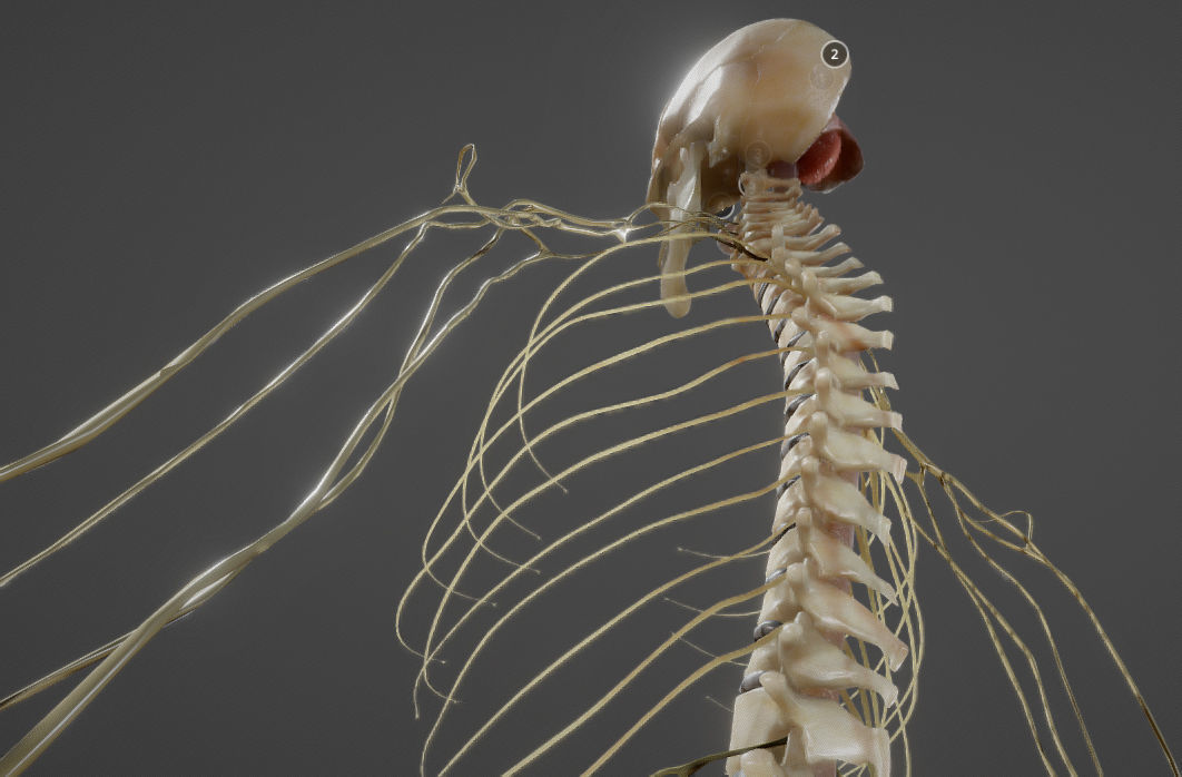 Nerves with a Skeletal Cross-Section Low-poly 3D model_25