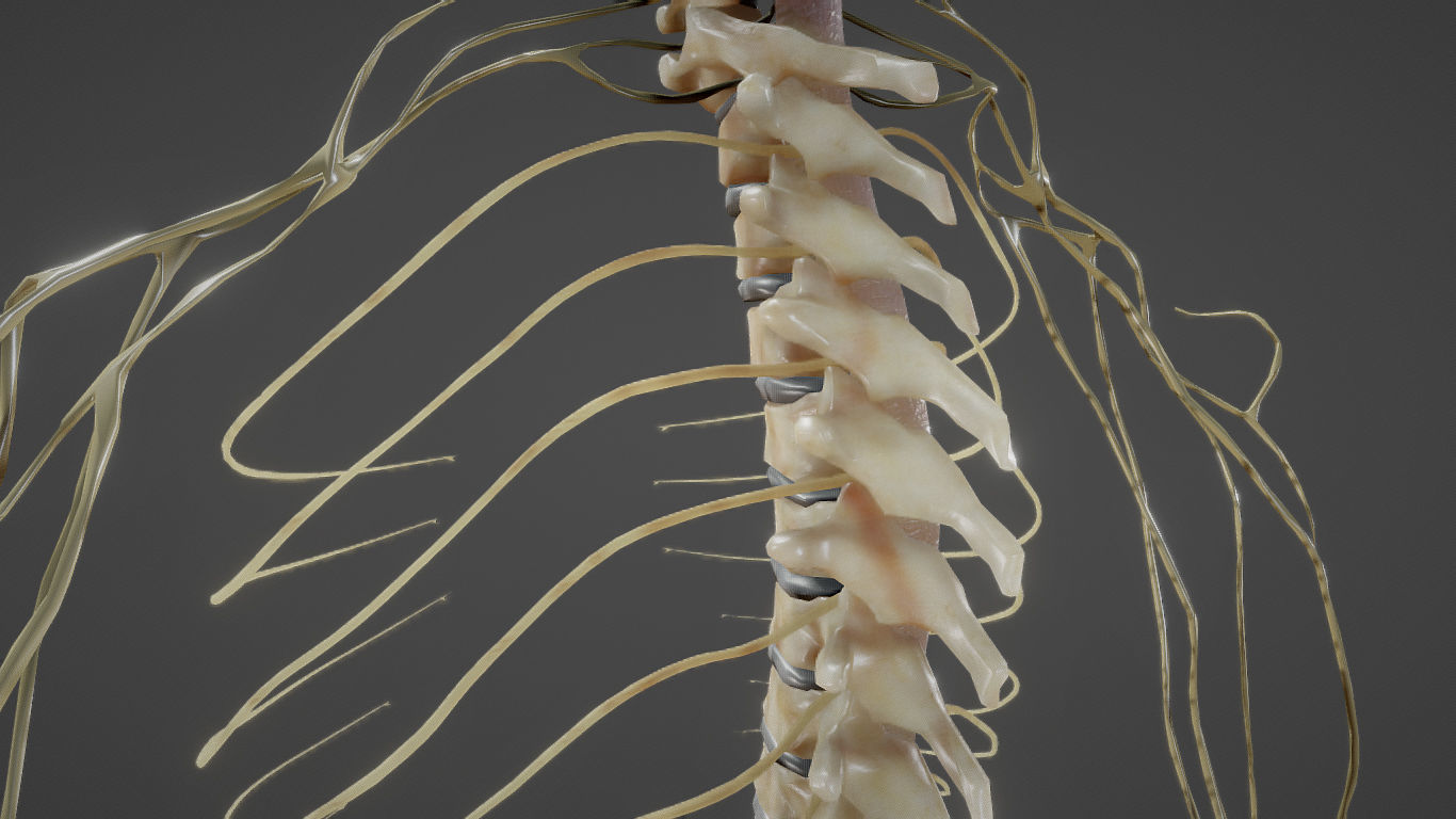 Nerves with a Skeletal Cross-Section Low-poly 3D model_21