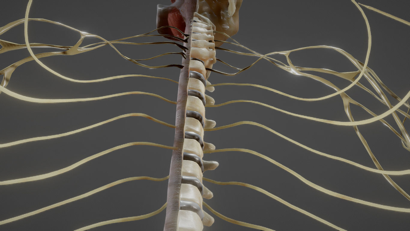 Nerves with a Skeletal Cross-Section Low-poly 3D model_23