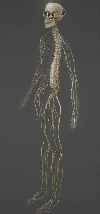 Nerves with a Skeletal Cross-Section Low-poly 3D model_11
