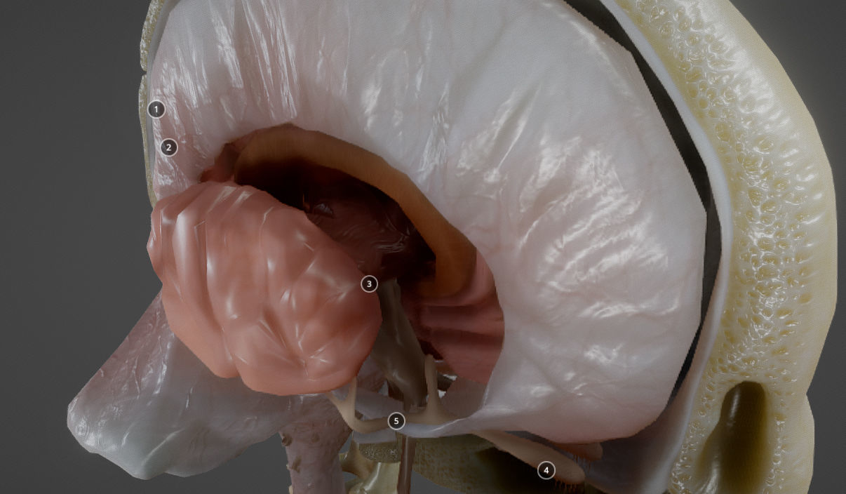 Nerves with a Skeletal Cross-Section Low-poly 3D model_17