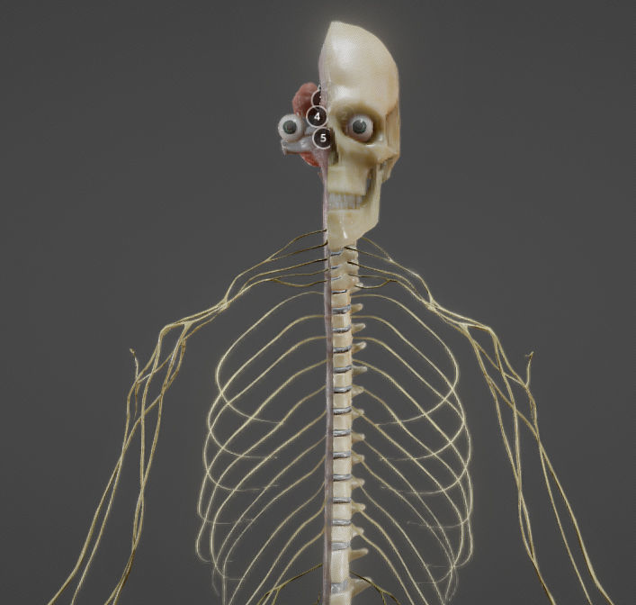 Nerves with a Skeletal Cross-Section Low-poly 3D model_1