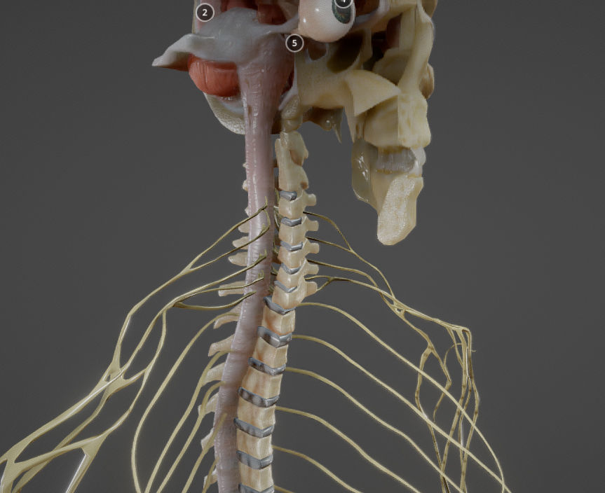 Nerves with a Skeletal Cross-Section Low-poly 3D model_19