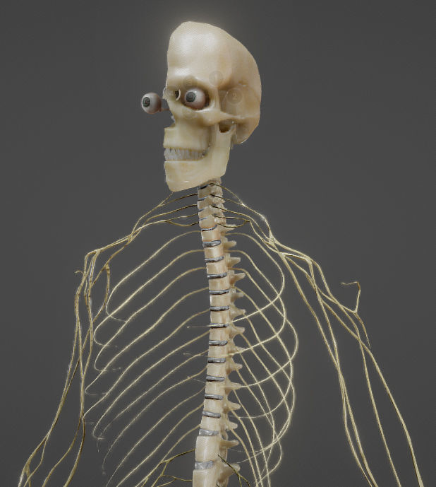 Nerves with a Skeletal Cross-Section Low-poly 3D model_2