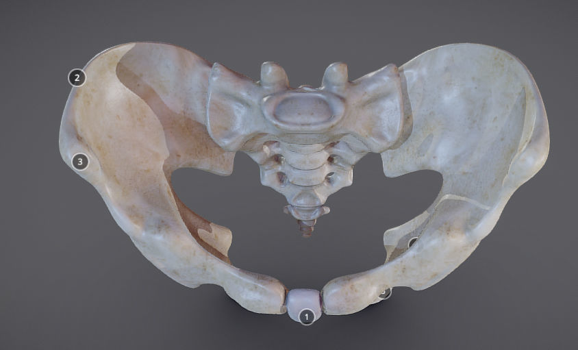 Pelvic skeleton - Pelvis Low-poly 3D model_12