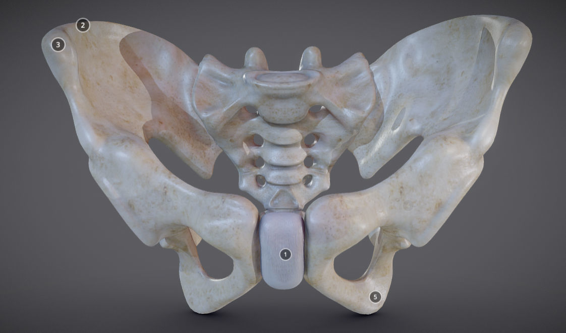 Pelvic skeleton - Pelvis Low-poly 3D model_15