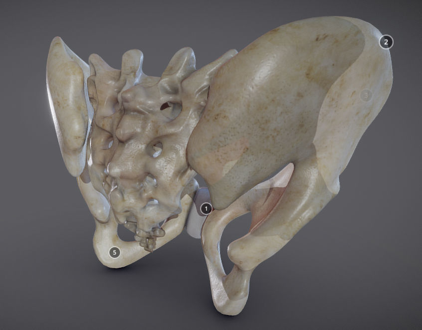 Pelvic skeleton - Pelvis Low-poly 3D model_9