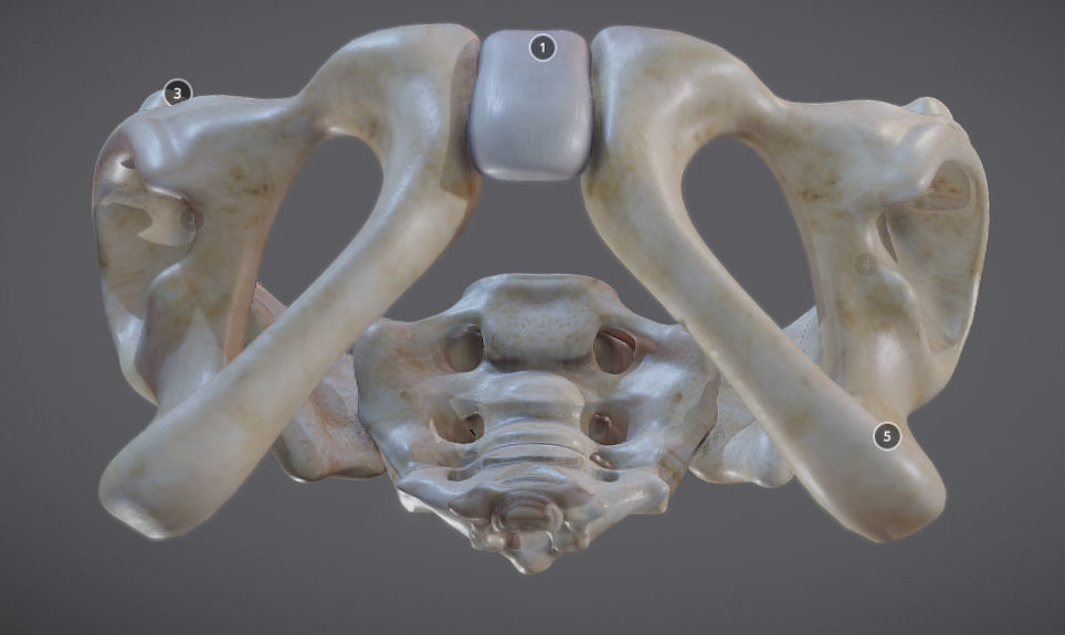 Pelvic skeleton - Pelvis Low-poly 3D model_11