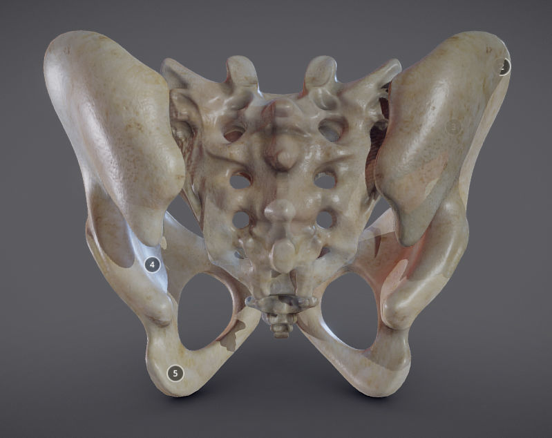 Pelvic skeleton - Pelvis Low-poly 3D model_7