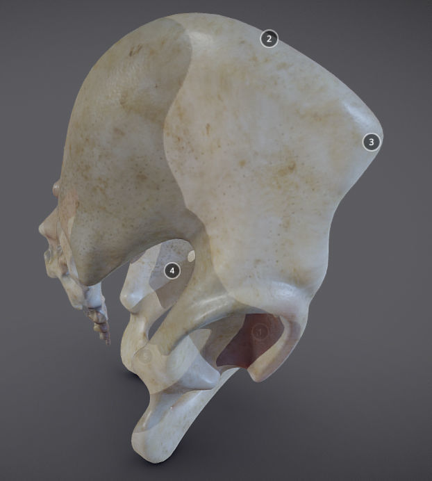 Pelvic skeleton - Pelvis Low-poly 3D model_10