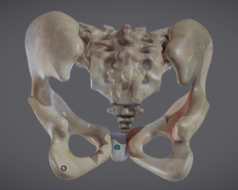 Pelvic skeleton - Pelvis Low-poly 3D model_16