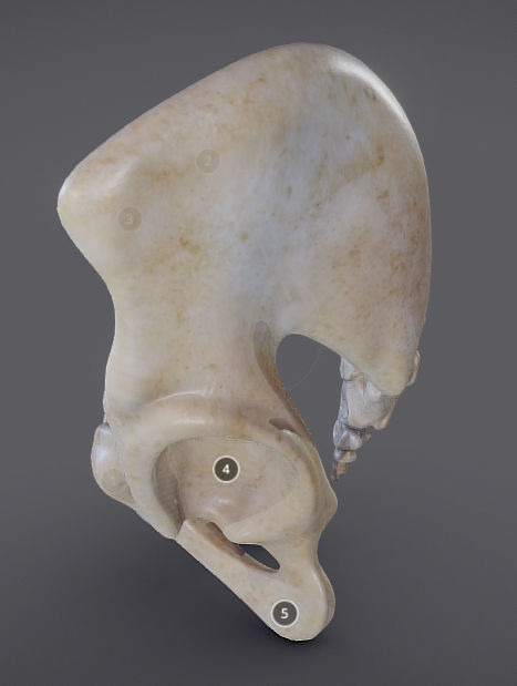 Pelvic skeleton - Pelvis Low-poly 3D model_2