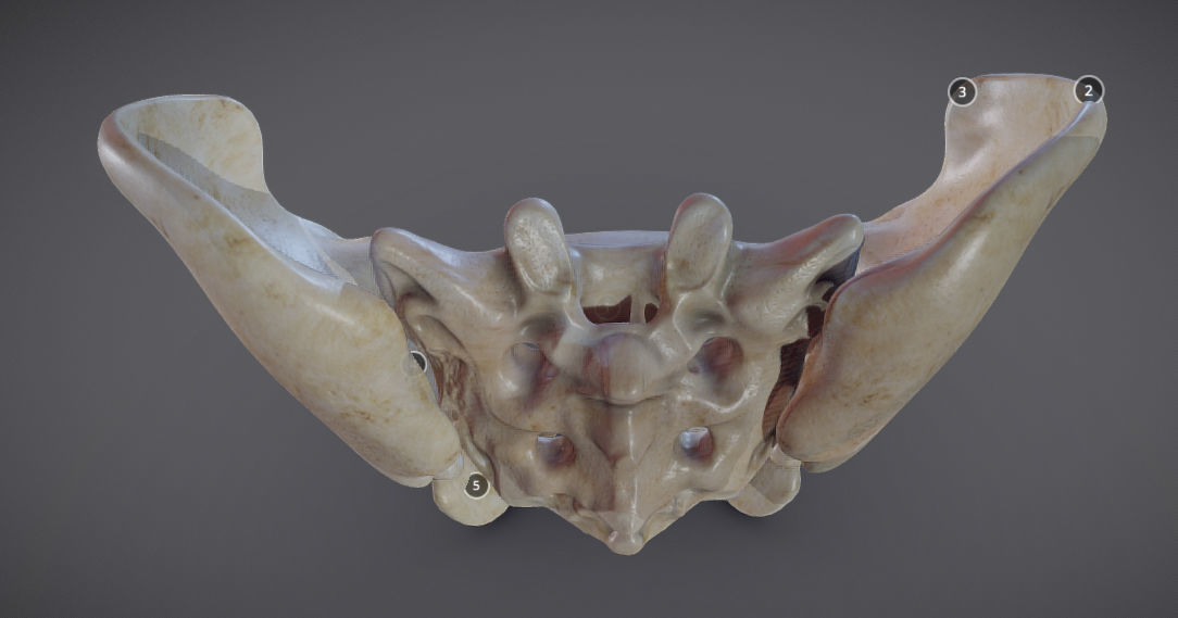 Pelvic skeleton - Pelvis Low-poly 3D model_17