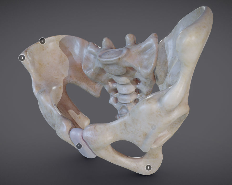 Pelvic skeleton - Pelvis Low-poly 3D model_1